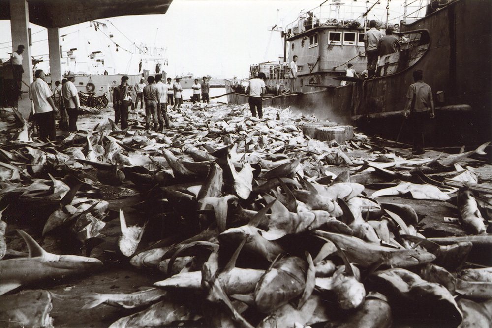 鼓山魚市場過去曾是臺灣捕撈鮪魚、烏魚、鯊魚等魚貨重要集散地；照片拍攝於民國61年...
