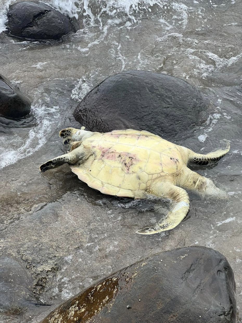 一男子在淨灘時發現海灘上躺著一隻翻肚海龜，他問能撿嗎？結果遭網友連忙勸阻。
圖擷自Facebook