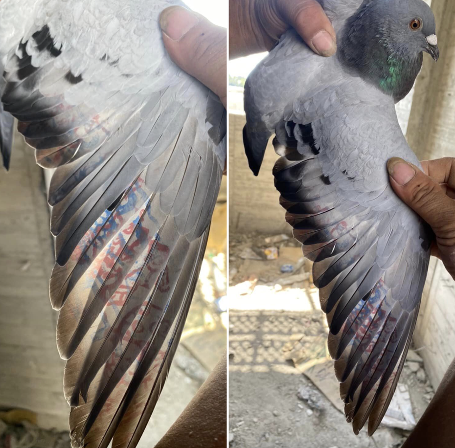 一名網友在工地撿到賽鴿，仔細觀察發現牠的翅膀宛如「半甲刺青」被蓋滿漆印。 圖擷自爆廢公社公開版