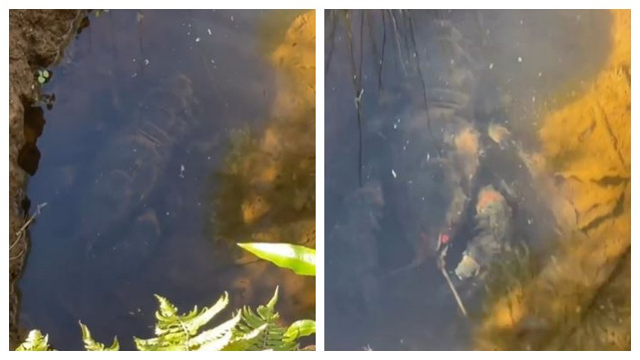 最近一段詭異影片在網路上瘋傳，一名網友在水溝裡面拍到一隻超巨大的蝦子，眼睛還冒出紅光，讓不少網友驚呼根本是怪獸「哥吉蝦」。 (圖/取自影片)