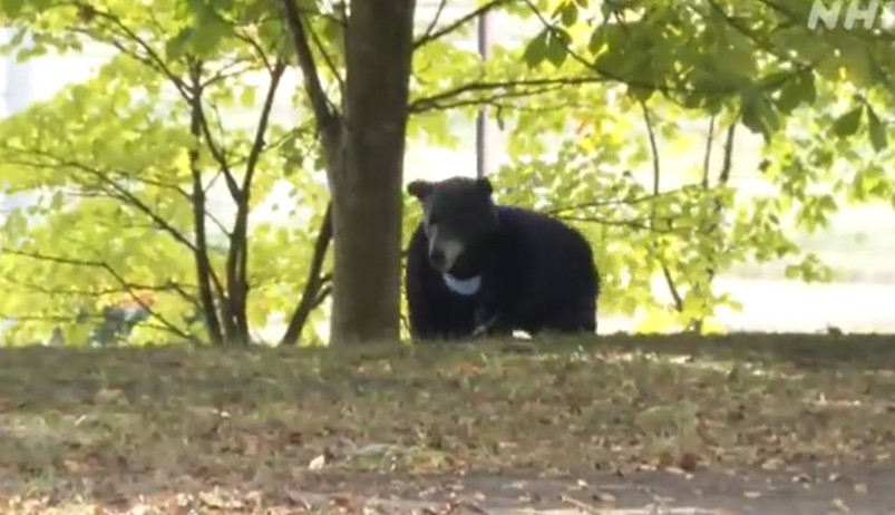 有民眾發現市區公園裡面竟然出現一頭大黑熊，警消立刻出動捕捉牠，最後黑熊成功被逮捕還被木棍戳好幾下，但仔細一看這隻大黑熊好像哪裡怪怪的，還真的是一名由人假扮、維妙維肖的工讀生。 (圖/取自影片)