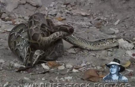 一隻蟒蛇看到肥嫩的巨鼠便衝上去爽吃，但卻不知道身後有一條更大的蟒蛇已經埋伏在後面準備獵食，只見另一條巨蟒見到眼前的蟒蛇吞下老鼠後，立刻衝上去將牠吞食。 (圖/取自影片)