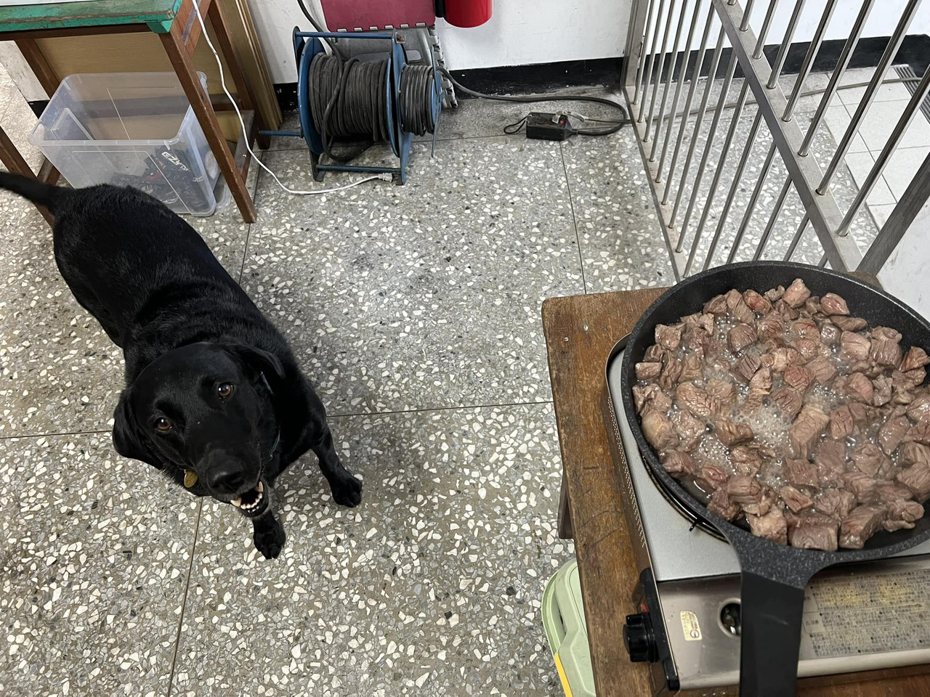 搜救犬Emma不斷關心肉肉的料理進度。圖擷自Tyfd-K9桃園搜救犬隊