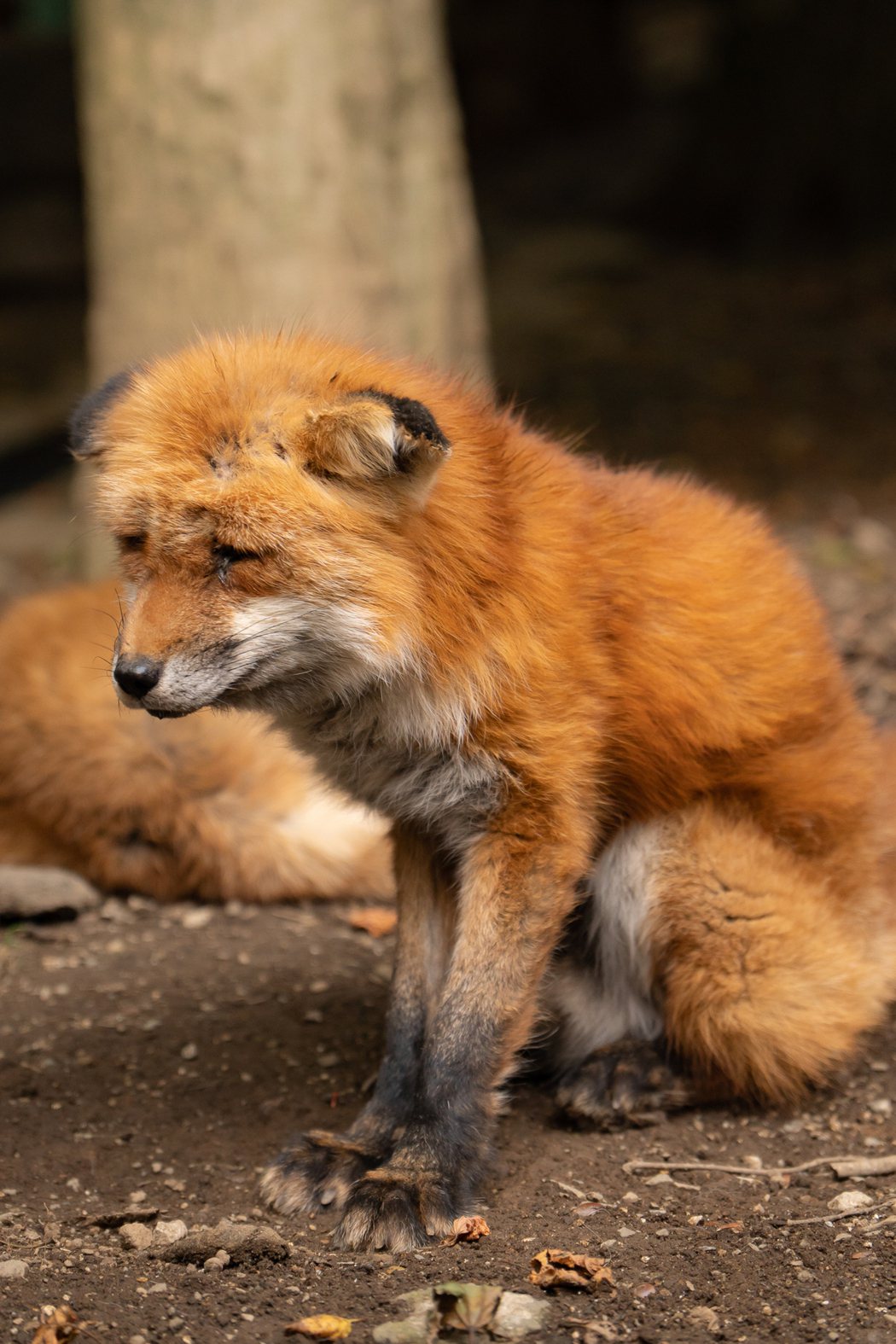 一名網友到動物園觀光時，看到狐狸展示區的一隻小狐狸臉憂愁的異於常狐，緊皺眉頭憂鬱哭出來的樣子完全不像一名孩子應該有的表現。 (圖/取自推特)