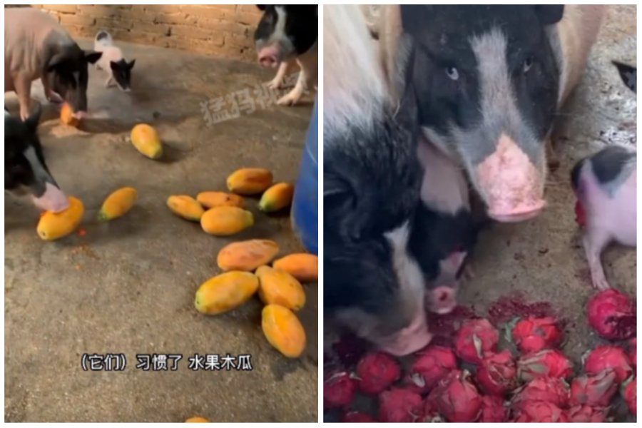 農民把次等木瓜餵給豬吃，先前有陣子換成火龍果，居然還被挑食的豬翻白眼嫌棄。圖取自微博