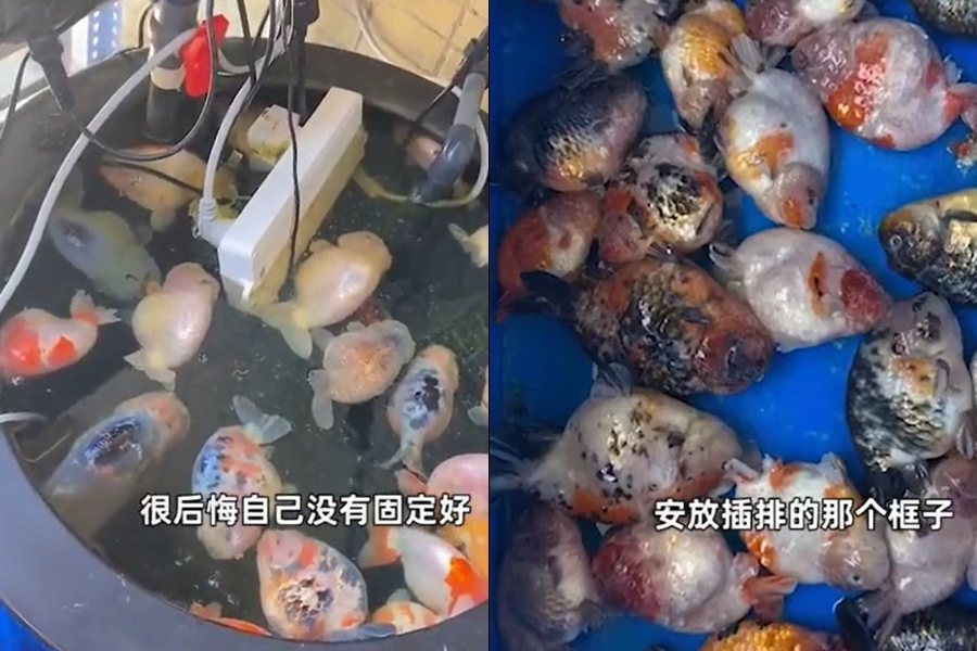 價值上萬元的26條蘭壽魚全數死亡。圖擷自瀟湘晨報
