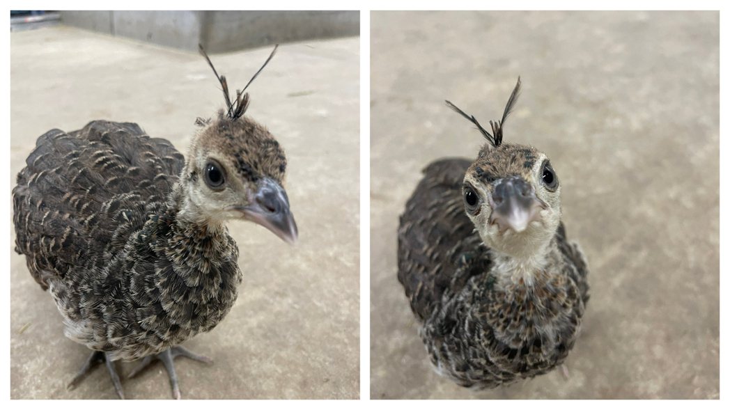 最近一張照片在網路上爆紅，一隻全身灰溜溜的幼鳥頭上長兩根「V字形天線」相當受到注目，不少網友熱議該隻鳥寶寶到底是什麼品種。 (圖/取自影片)