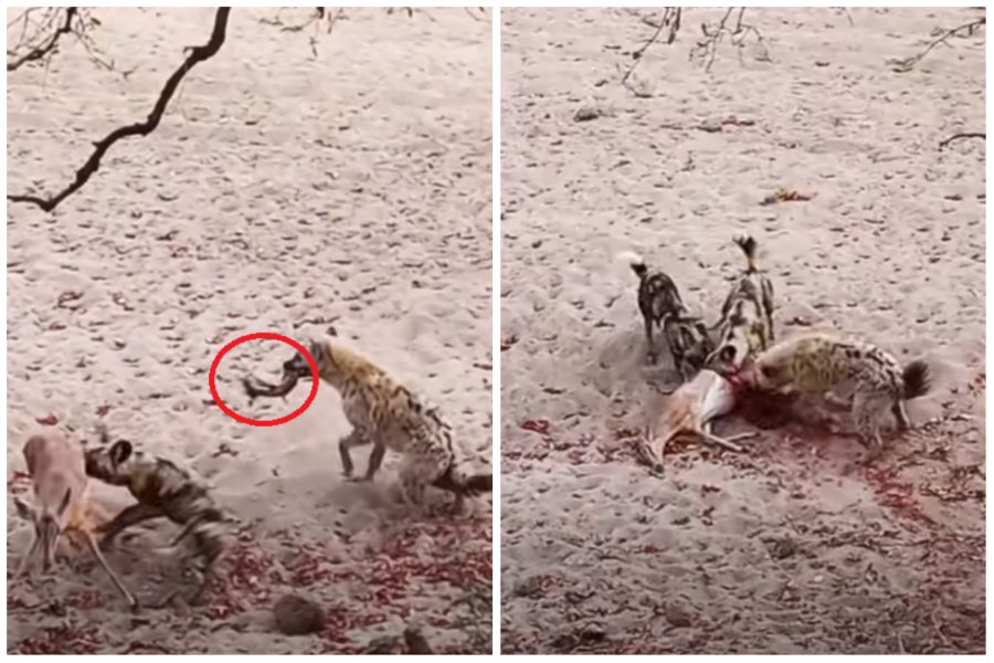 一隻黑斑羚羊躺在地上進行分娩，遭一隻鬣狗和非洲野狗盯上，鬣狗活生生把小羚羊從產道中扯出來（紅圈處）。圖取自YouTube