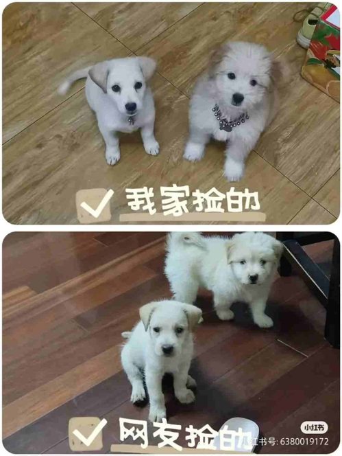 一名上海蘇姓女子來訊，指自己收養的狗狗跟她的幾乎一模一樣，上圖為湖南女收養的，下...