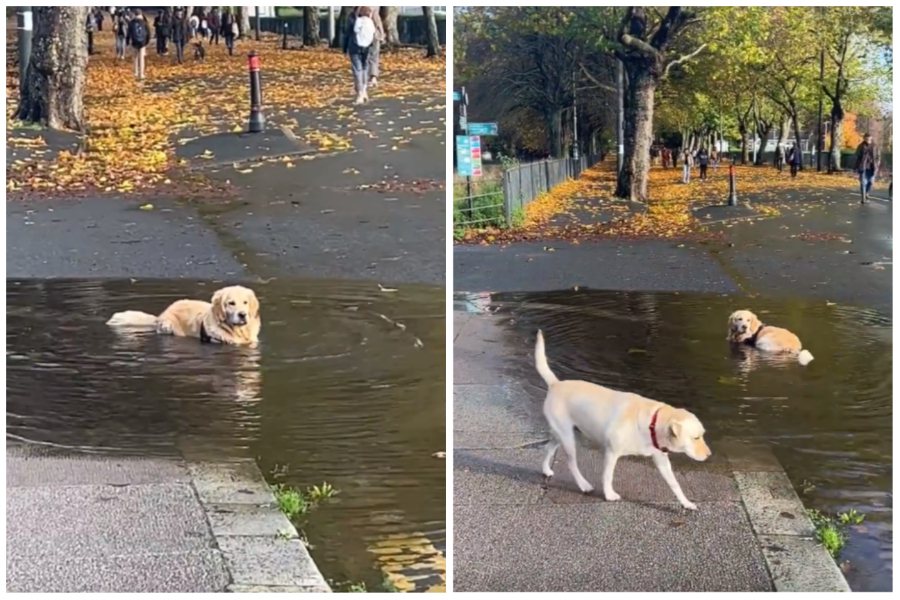 黃金獵犬看到地上有一個偌大的水坑，竟然衝進去趴下當浴缸泡澡，一隻路過拉布拉多一臉嫌棄。圖取自微博