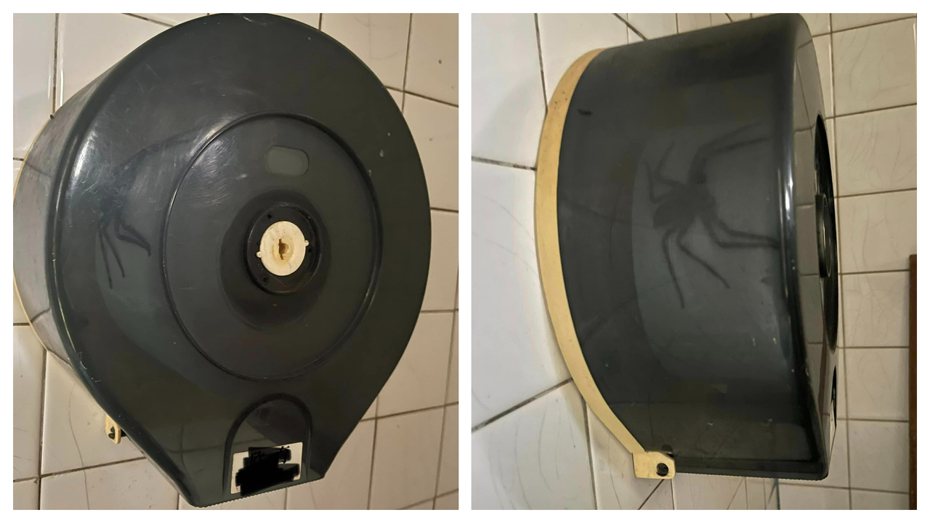 一名網友在外面的公廁上廁所時，發現捲筒衛生紙架裡面竟然藏著一隻巨大「喇牙」，嚇得他傻眼表示「我直接穿褲子走掉好了」。 （圖／取自臉書社團「路上觀察學院」）