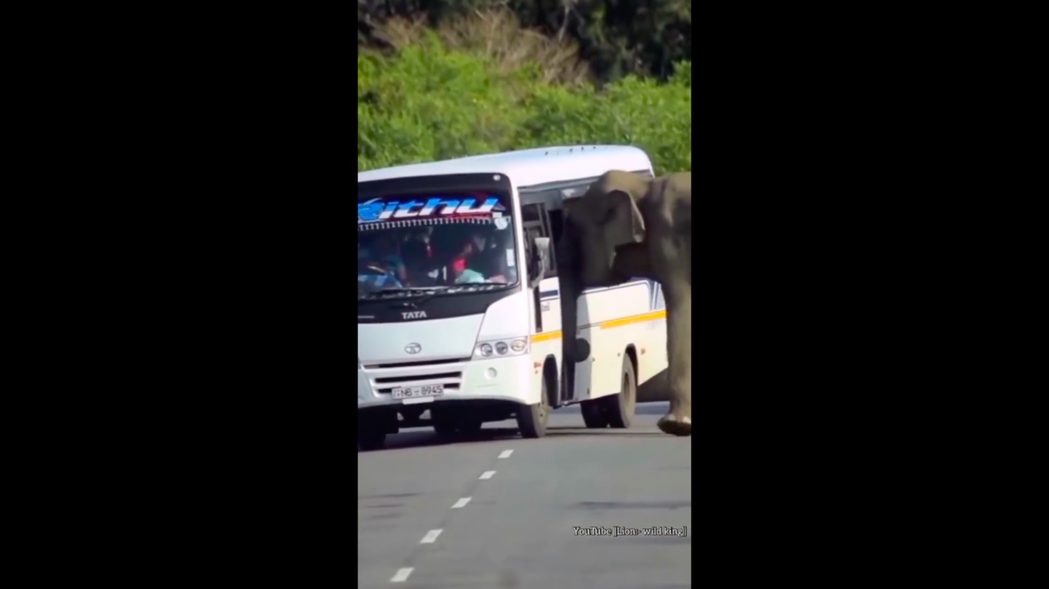 大象用鼻子推開車門，整輛公車瞬間傾斜。圖/@ipskabra