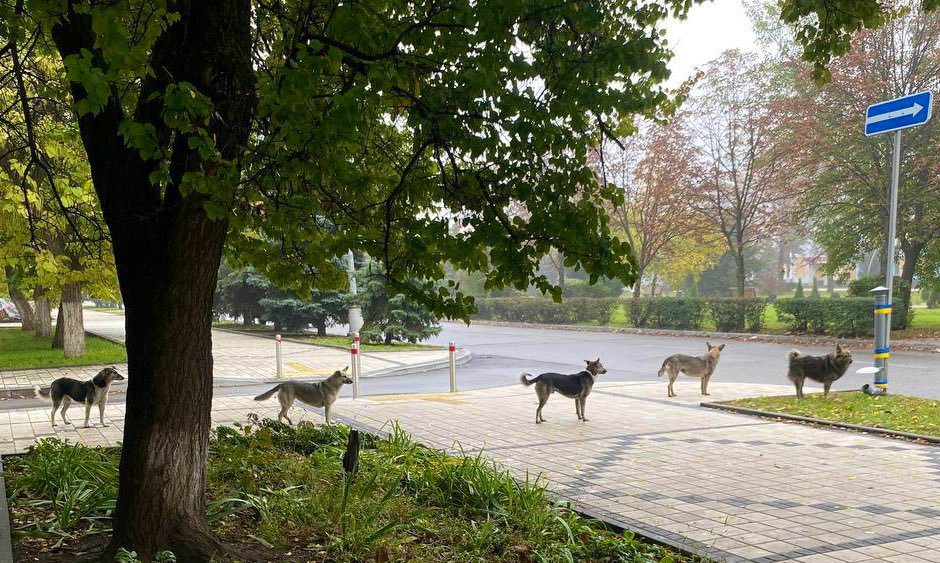 一名推特用戶分享烏克蘭狗狗在餵食站前自動排隊吃飯的畫面。圖/@natemook