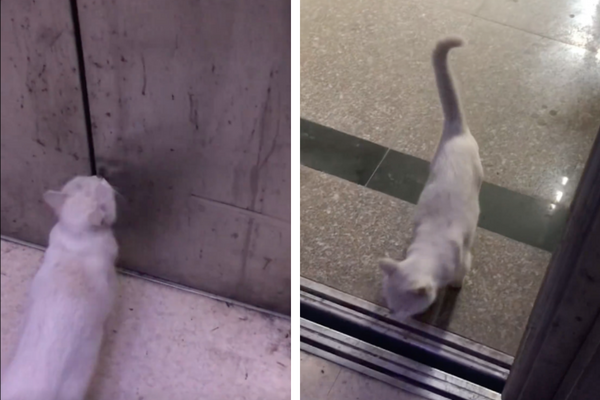河南一名女子在電梯門口遇見一隻疑似走失的小貓。圖/陝視新聞微博