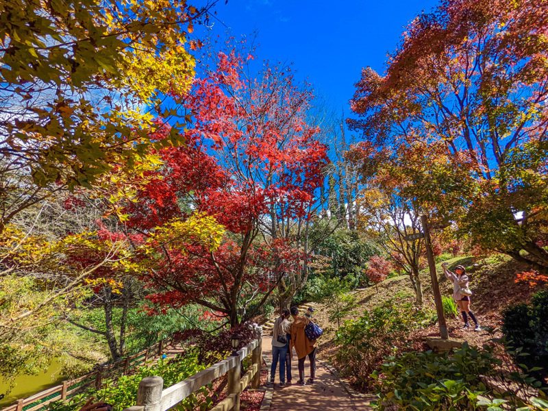 時序進入秋季，福壽山農場的楓葉隨著低溫緩慢變色，農場預估楓紅可延長至12月。（福壽山農場提供） 中央社