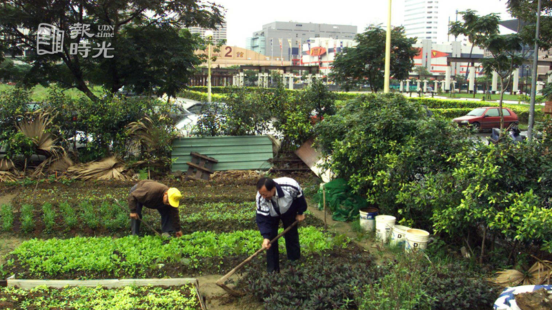 台北世貿二館有民眾種菜，在台北市信義區寸土寸金的地價，形成最昂貴的菜園。圖＼聯合報系資料照（2000/11/26 楊光昇攝影） 