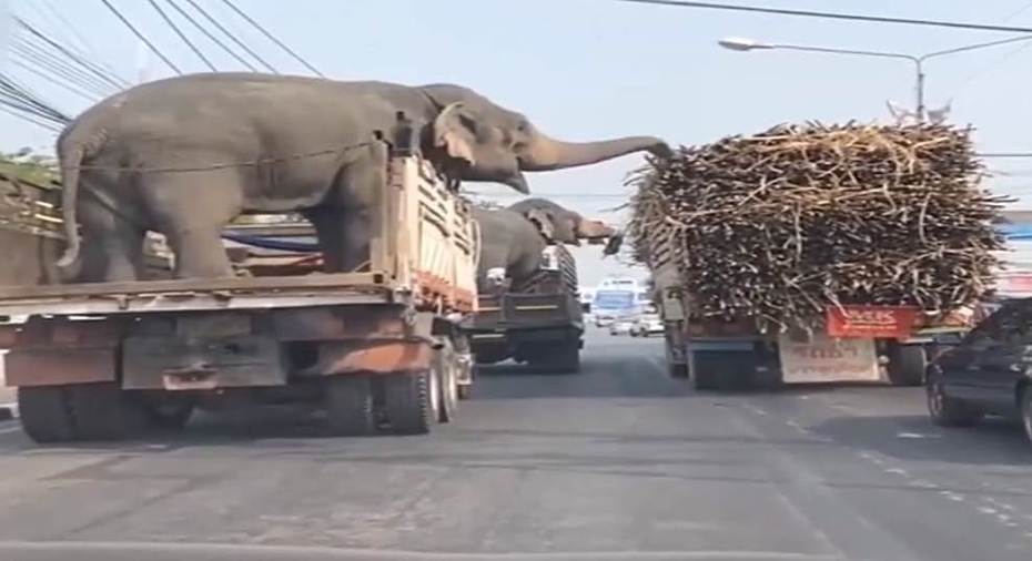 大象趁著等紅燈的空檔，狂吃隔壁貨車的甘蔗。圖擷自bilibili