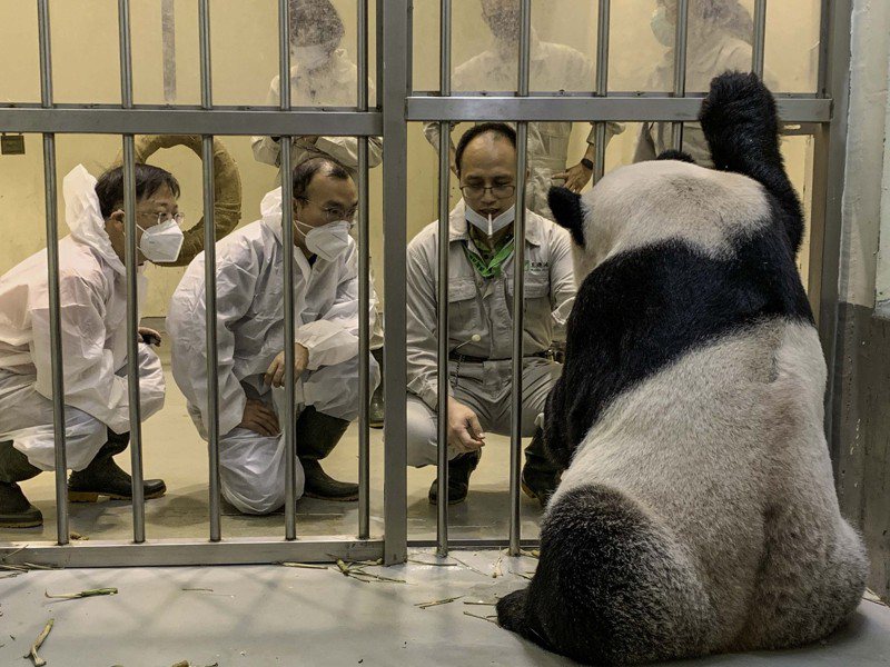 大陸專家魏明（左）、吳虹林（中）探視大貓熊「團團」、「圓圓」一家生活情形。圖／北市動物園提供