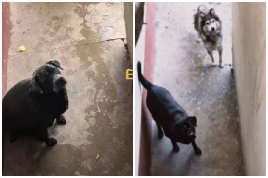 一名女子幫忙餵食鄰居的兩隻狗，拉布拉多強勢愛搶食，把自己吃的肥嘟嘟，相較之下同伴哈士奇瘦小又弱勢。圖取自微博