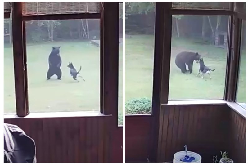 一隻黑熊闖入民宅院子，竟然一秒和德國牧羊犬交好，開心在草坪上追逐嬉戲。圖取自YouTube