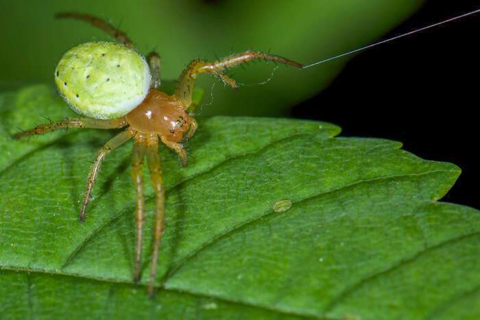 顏色獨特的蜘蛛長得像蔬菜水果，也難怪會被人們稱為「黃瓜蜘蛛」（Cucumber ...
