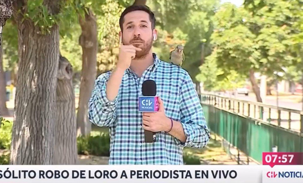 智利記者尼古拉斯·克魯姆在連線直播時，意外遭到鸚鵡搶走耳機。圖擷自推特