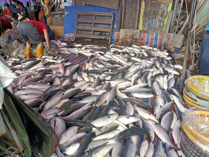 彰化伸港鄉曾家村養殖業者今天抓魚取卵，是彰化縣最早收成的養殖烏魚。圖／賴清美提供