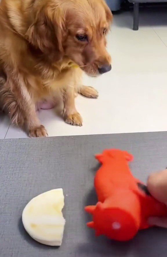 玩具公雞模仿狗狗吃餅的模樣，下一秒玩具公雞倒地。圖／翻攝自抖音