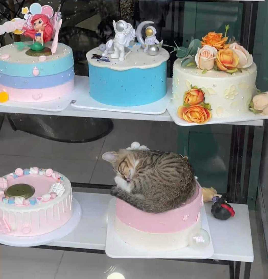 一隻貓咪跑進翻糖蛋糕店裡的櫥窗，大剌剌把生日蛋糕當床睡。圖取自臉書