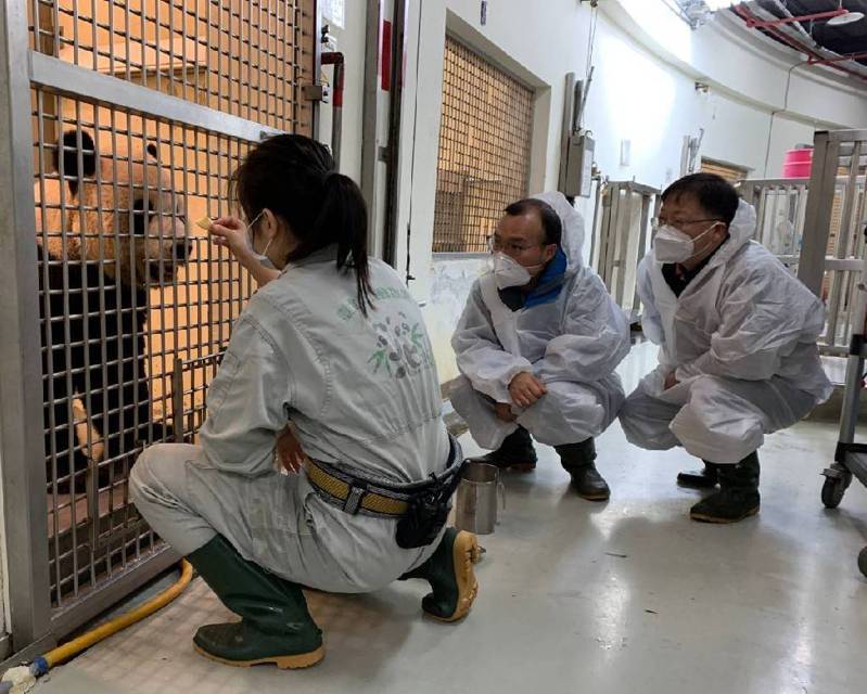 中國大熊貓保護研究中心派高級工程師吳虹林（中）、魏明（右）抵台探視大貓熊「團團」。圖／北市動物園提供