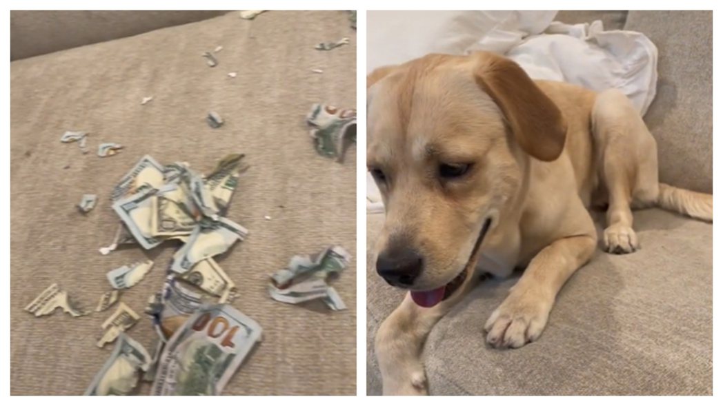 一名女網友出門前讓自家拉布拉多犬獨自留在家裡看家，客廳桌上擺著一包老公放的大捆鈔票，結果2小時後拉拉竟然把桌上的64000多塊鈔票全部撕爛。 (圖/取自影片)