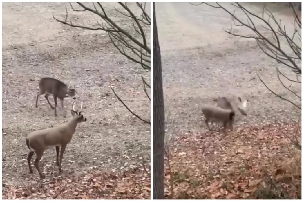 公鹿對野外另一隻公鹿發動攻擊，沒想到對方是紙糊的，一撞導致身首分離。圖取自imgur