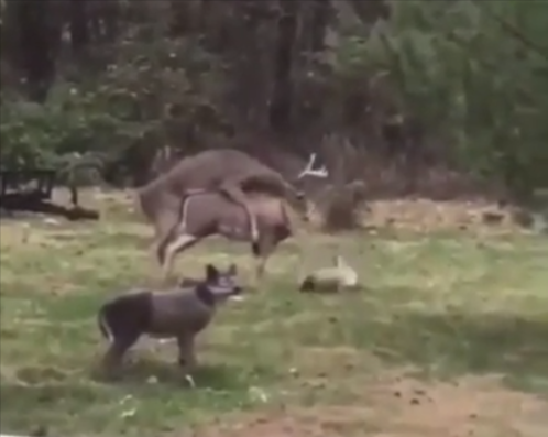 一隻公鹿和一個鹿的模型試圖交配，模型的鹿頭掉下來嚇呆公鹿。圖取自imgur