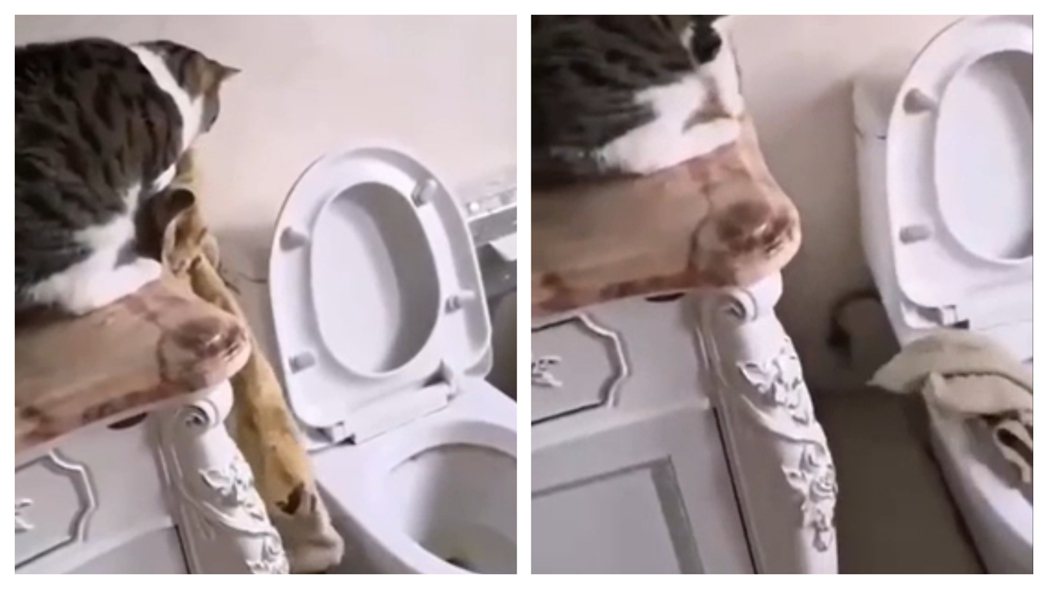 一隻白底虎斑貓看到馬桶水箱上有一條飼主用過的毛巾，牠好奇的將毛巾抓起來湊到鼻子前聞聞，可能是臭味令人太過難耐，下一秒虎斑貓氣到直接把毛巾扔進馬桶裡面，看起來相當嫌棄。 (圖/取自影片)
