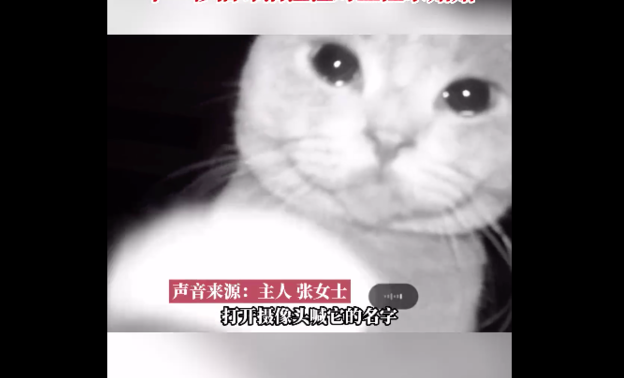 網友們都表示小貓淚眼汪汪的模樣令人看了相當不捨。圖/青豆視頻