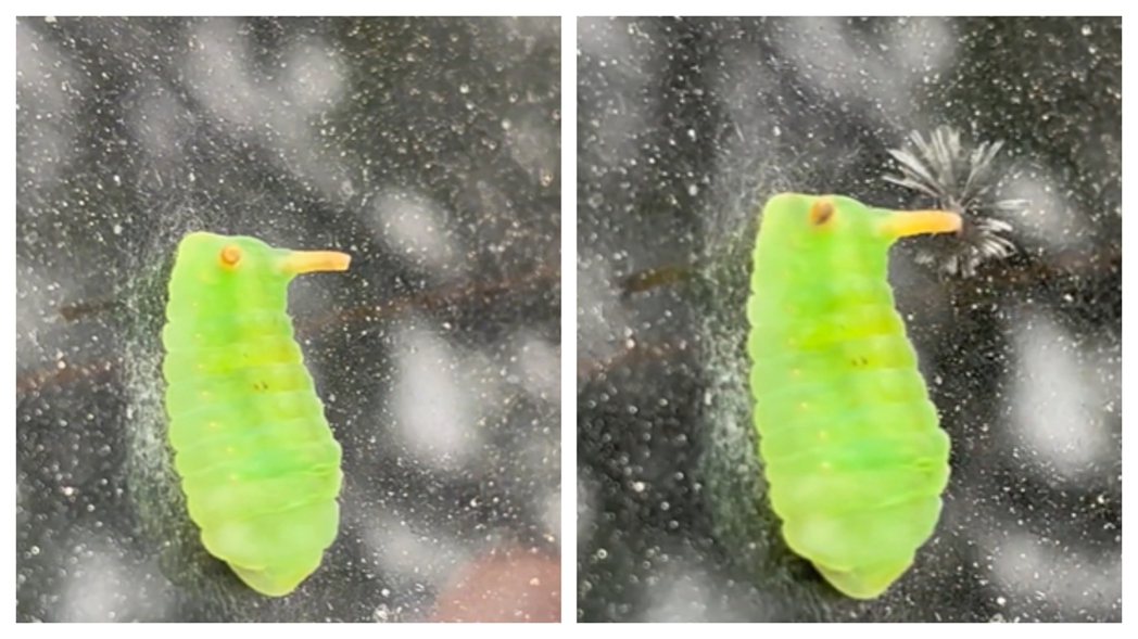 一名網友日前在路上看到一隻「長著觸角的綠色蛞蝓」，身體就像綠色果凍一般，網友好奇湊上前去觀看，這隻綠色不明生物竟然從頭上噴出兩束煙火，讓他相當好奇這是什麼物種。 (圖/取自影片)