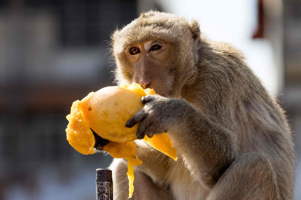 大陸科學家計畫把猴子送上「天宮」太空站並嘗試繁殖。照片為示意圖。（法新社）