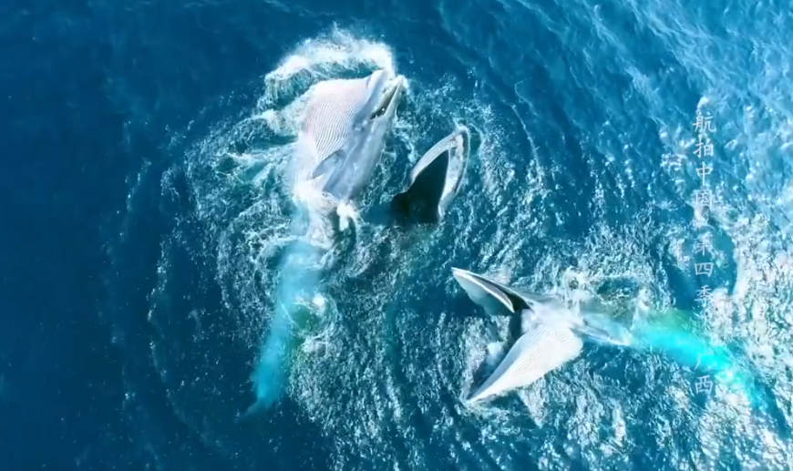 最近一段罕見的稀有畫面在網路上瘋傳，一台空拍機意外捕捉到布氏鯨將要吃的一群魚趕到水面上，立刻張開大口全部吞下，霸氣畫面讓不少網友直呼震撼。 (圖/取自影片)