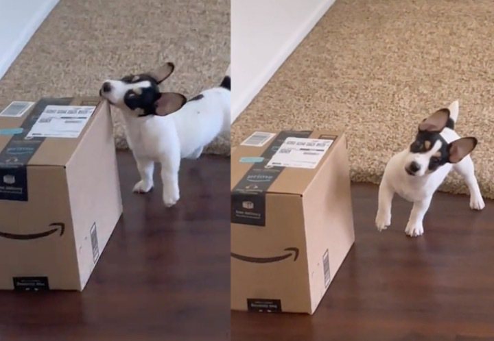 傑克羅素犬「Casper」偷咬包裹被抓包。（圖／翻攝自抖音@tayka.e）