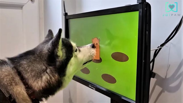 英國一間公司研發出了一款專門給狗狗玩的電動玩具，這款電玩主要是為了幫助治療狗狗的老年痴呆症，日前團隊已經釋出實機遊玩影片，讓不少網友嘖嘖稱奇。 (圖/取自IG「joipaw」)