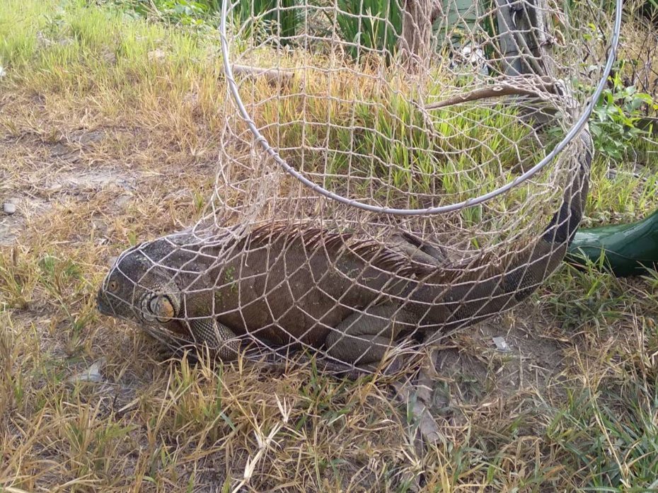 南投埔里農民在茭白筍田捕獲近1.6米長、重逾7公斤的綠鬣蜥，其體型龐大相當嚇人。圖／農民提供