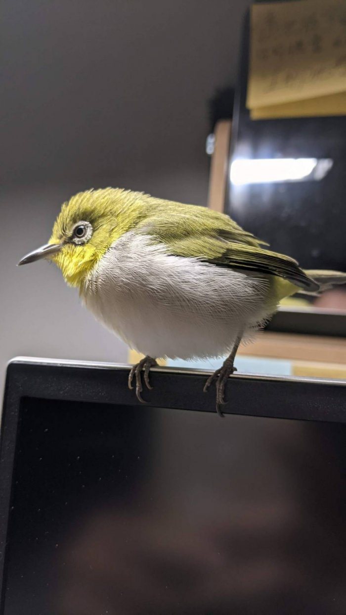 女網友到鳥店詢問老闆如何照顧綠繡眼寶寶後，便自己獨立拉拔這隻幼鳥長大，花了一年多...