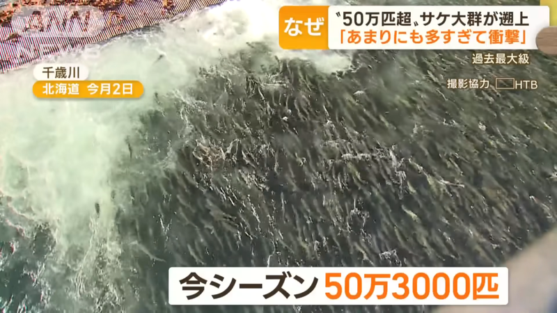 北海道千歲地區出現大量鮭魚，連當地居民都第一次看到。圖擷自朝日電視台