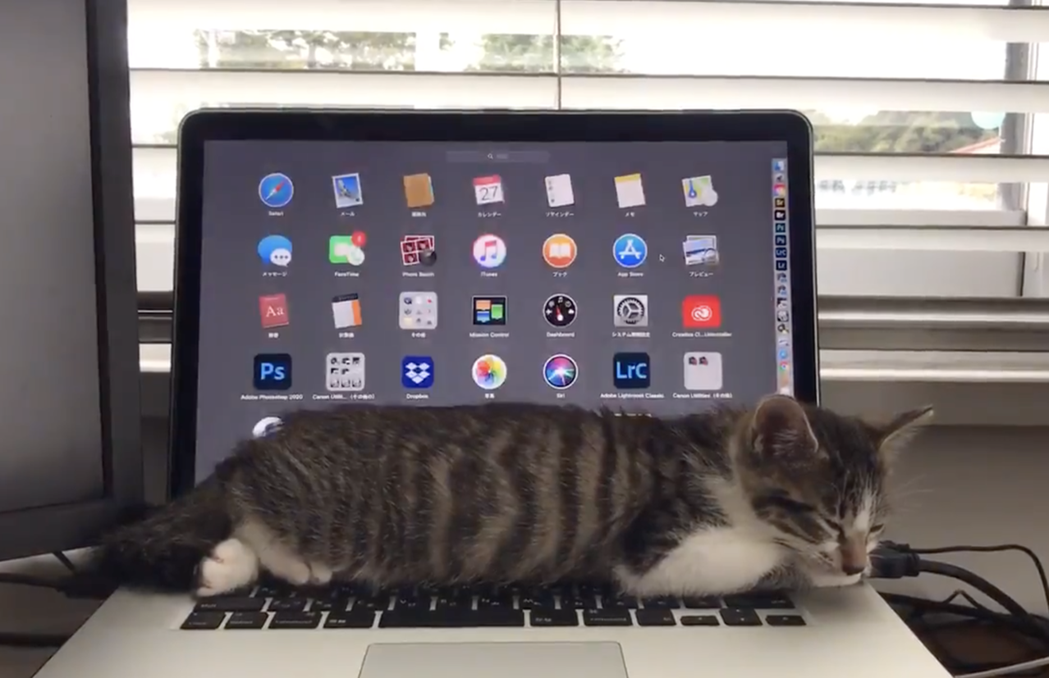 貓咪「梅次郎」睡主人電腦上害得視窗狂跳。（圖／翻攝自推特@cat_or_die）