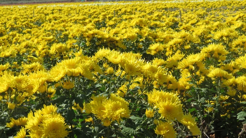 農友張煥文試種3年的皇菊花開艷麗，也為大地添色彩。 圖／記者范榮達 攝影