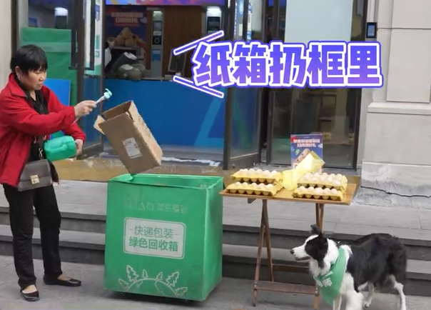 一隻邊境牧羊犬幫自家主人工作，竟學會使用按鈴的方式提醒來回收紙箱的人只要把紙箱丟進回收桶就可以自己領取雞蛋回家，這樣一來一回他竟然送出了50顆雞蛋，也就是等於服務了50名民眾 (圖/取自影片)
