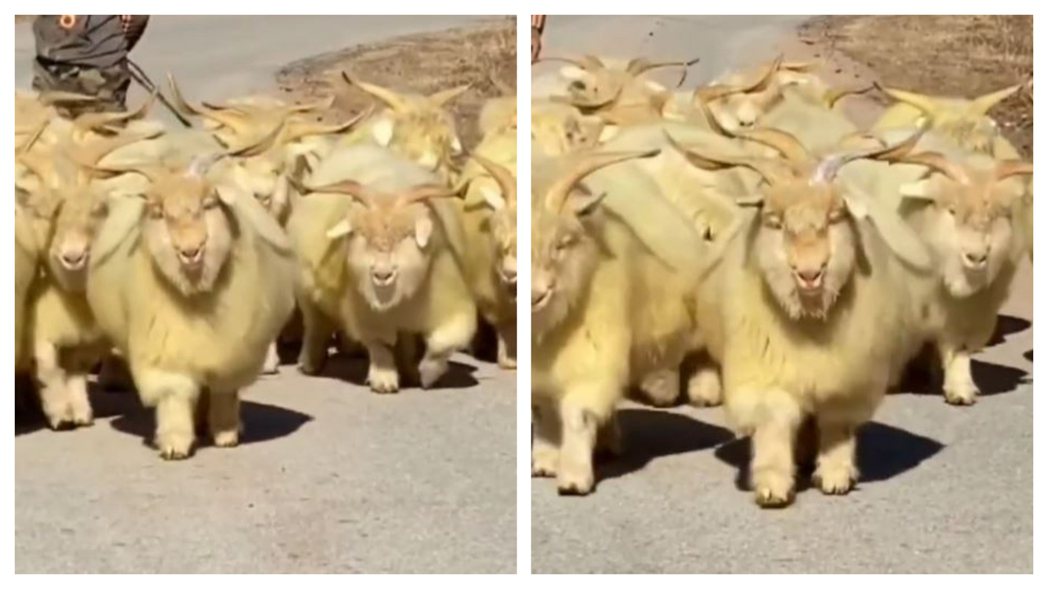 最近一段影片在網路上瘋傳，一個牧羊人在路上趕著一群長相老態龍鍾、走路跛腳的長毛羊，這些羊跟一般人認知的羊很不一樣，不但走路「掰咖」還慢的像烏龜，不少網友好奇這是什麼品種，結果一查不得了。 (圖/取自影片)