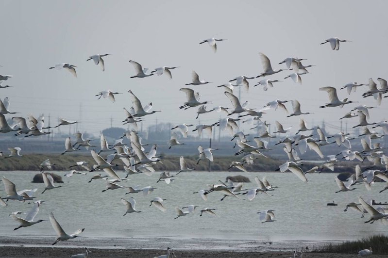 嘉義縣農業處11日表示，千餘隻黑面琵鷺在布袋鹽田過冬，數量創近年新高。圖/嘉義縣農業處提供/中央社