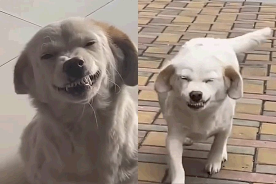飼主認為狗狗「齜牙瞇眼笑」看起來相當療癒。圖擷自微博