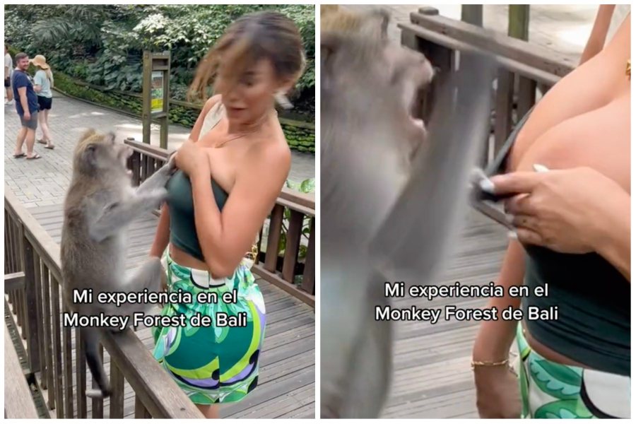 模特兒遭到一隻長尾猴襲擊拉扯她的上衣，差點當眾露點走光。圖取自抖音